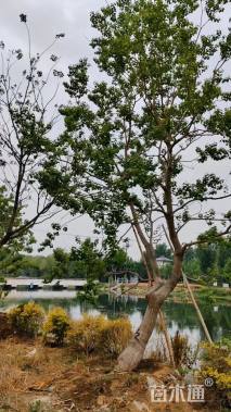 25公分造型乌桕