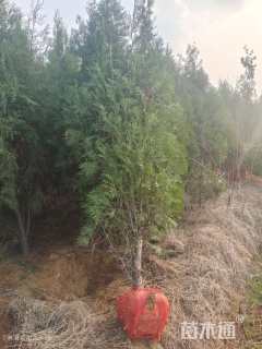 高度300厘米侧柏