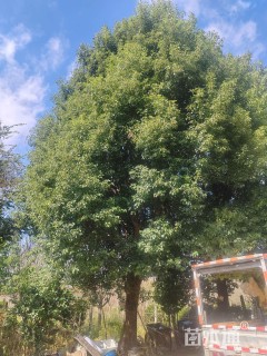 35公分香樟