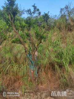 高度3000厘米年桔