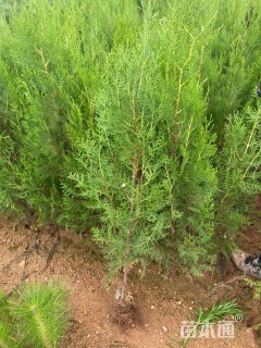 高度120厘米侧柏小苗