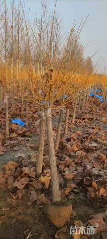 12公分金枝槐