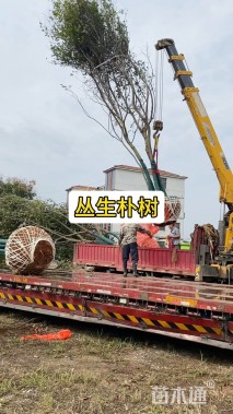 40公分(4杆)丛生朴树