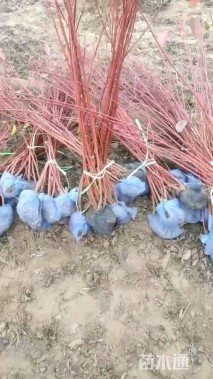 高度35厘米红瑞木