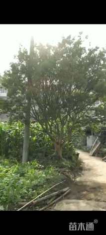 高度6.5厘米大红紫薇