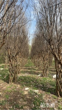 50公分造型紫薇