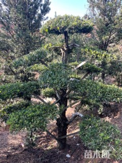 移栽苗造型罗汉松