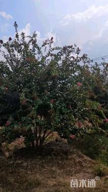 高度300厘米丛生紫薇