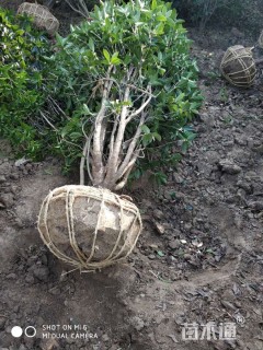 高度380厘米丛生桂花