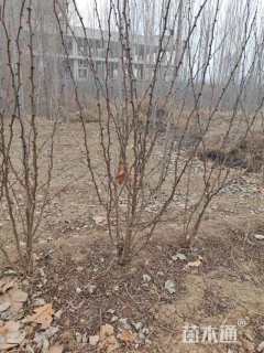 高度50厘米花椒