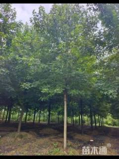 15公分北美枫香