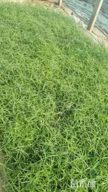 高度30厘米旱伞草