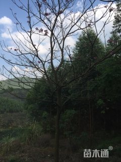 24公分美丽异木棉