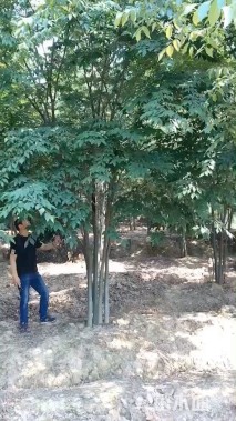 50公分(5杆)丛生榉树