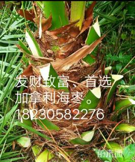 裸干高10厘米加拿利海枣