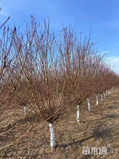 12公分红叶碧桃