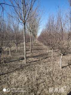 12公分紫叶稠李