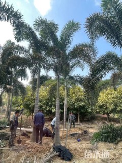 裸干高300厘米狐尾椰