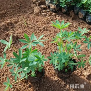 高度17厘米羽扇豆