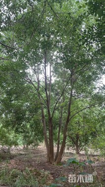 12公分(3杆)丛生乌桕