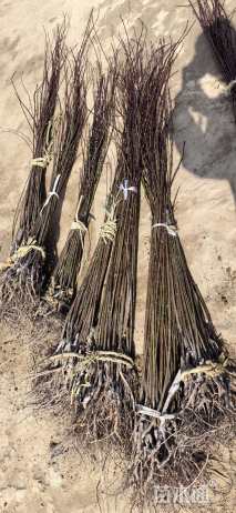 0.5公分紫叶碧桃