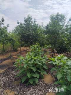 10公分红果冬青