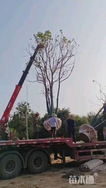 50公分(5杆)丛生香樟