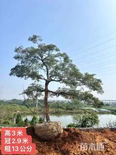 高度250厘米羽毛枫