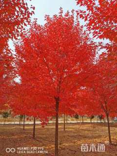 24公分美国红枫-红冠