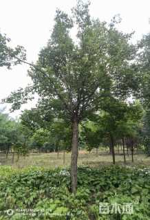 16公分暴马丁香