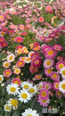 高度30厘米玛格丽特花