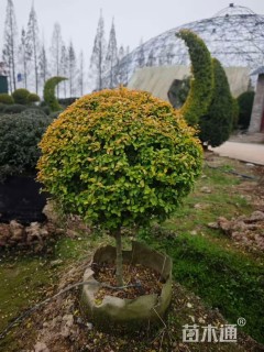 3公分造型亮晶女贞