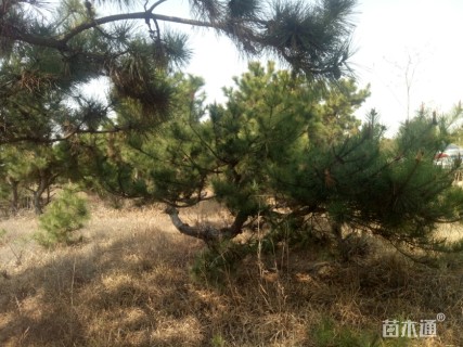 20公分造型黑松