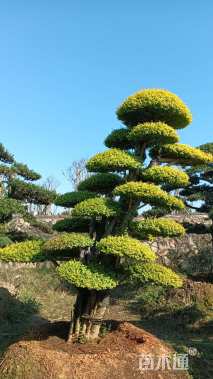 20公分造型亮晶女贞