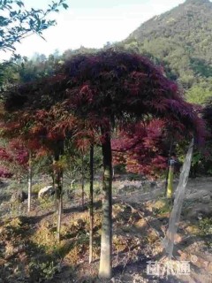 高度250厘米羽毛枫