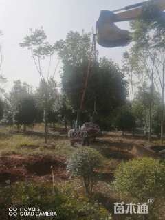 10公分红叶石楠