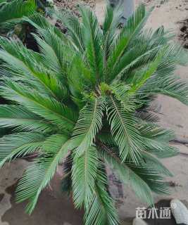 裸干高20厘米多头苏铁