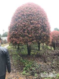 20公分红叶石楠