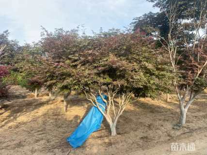 12公分日本红枫