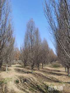 12公分欧洲鹅耳枥