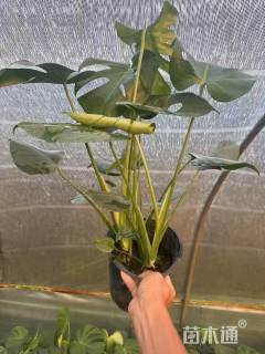 50厘米龟背竹