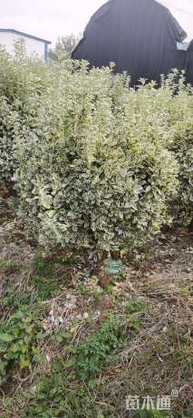 高度120厘米金边黄杨