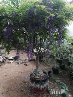 180厘米紫藤