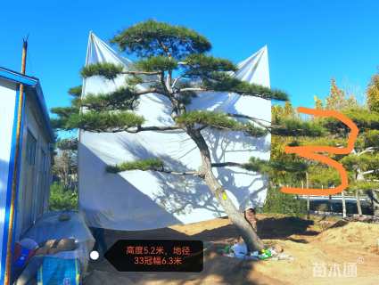 高度500厘米油松