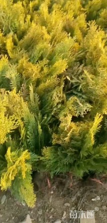 高度50厘米洒金柏