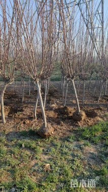 高度400厘米大叶黄杨