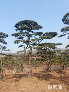 30公分造型油松