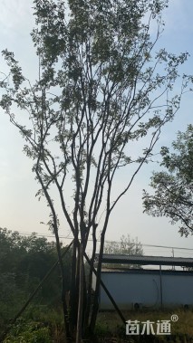 50公分(5杆)丛生黄连木