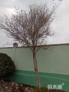 200公分造型石榴树