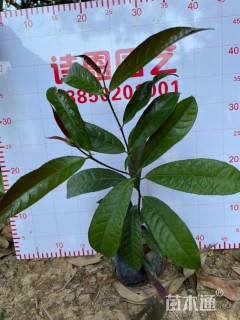 高度20厘米红背桂